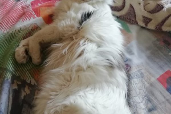 Значок кракена маркетплейса